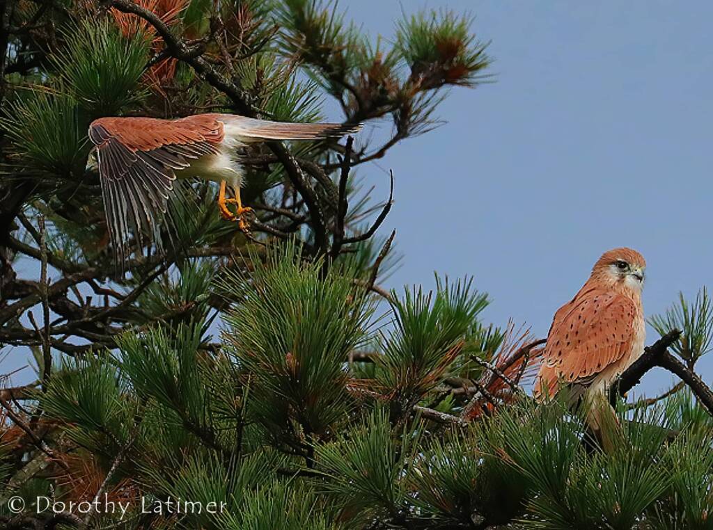 Nankeen Kestrel (Falco cenchroides) © Dorothy Latimer