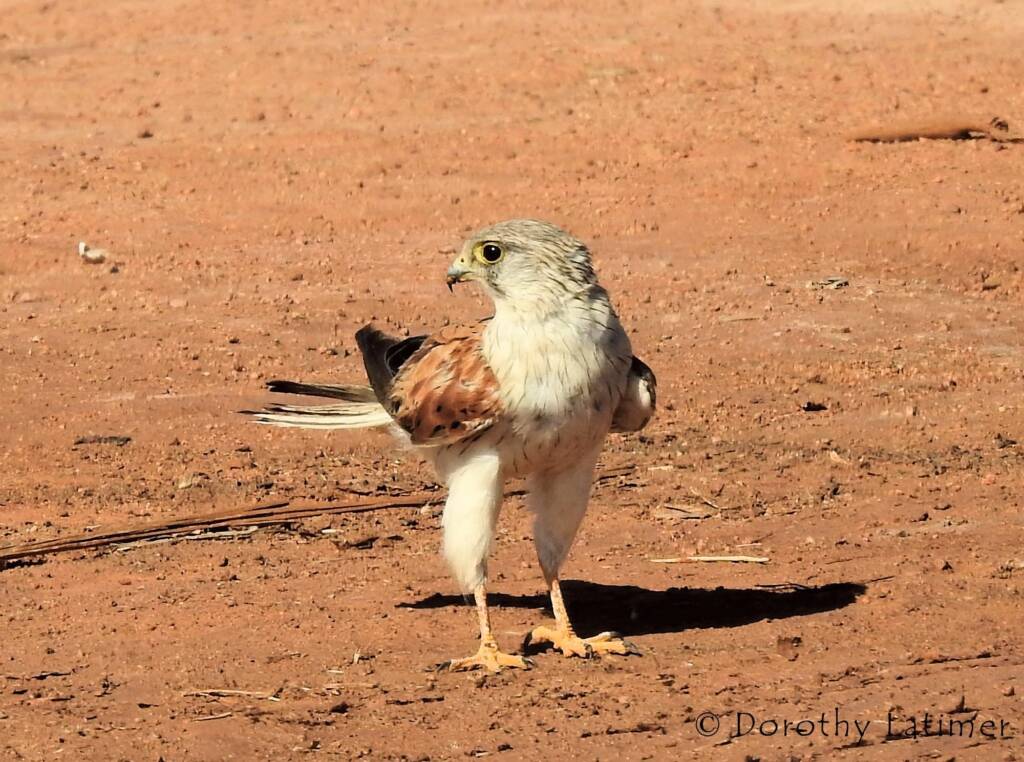 Nankeen Kestrel (Falco cenchroides) © Dorothy Latimer