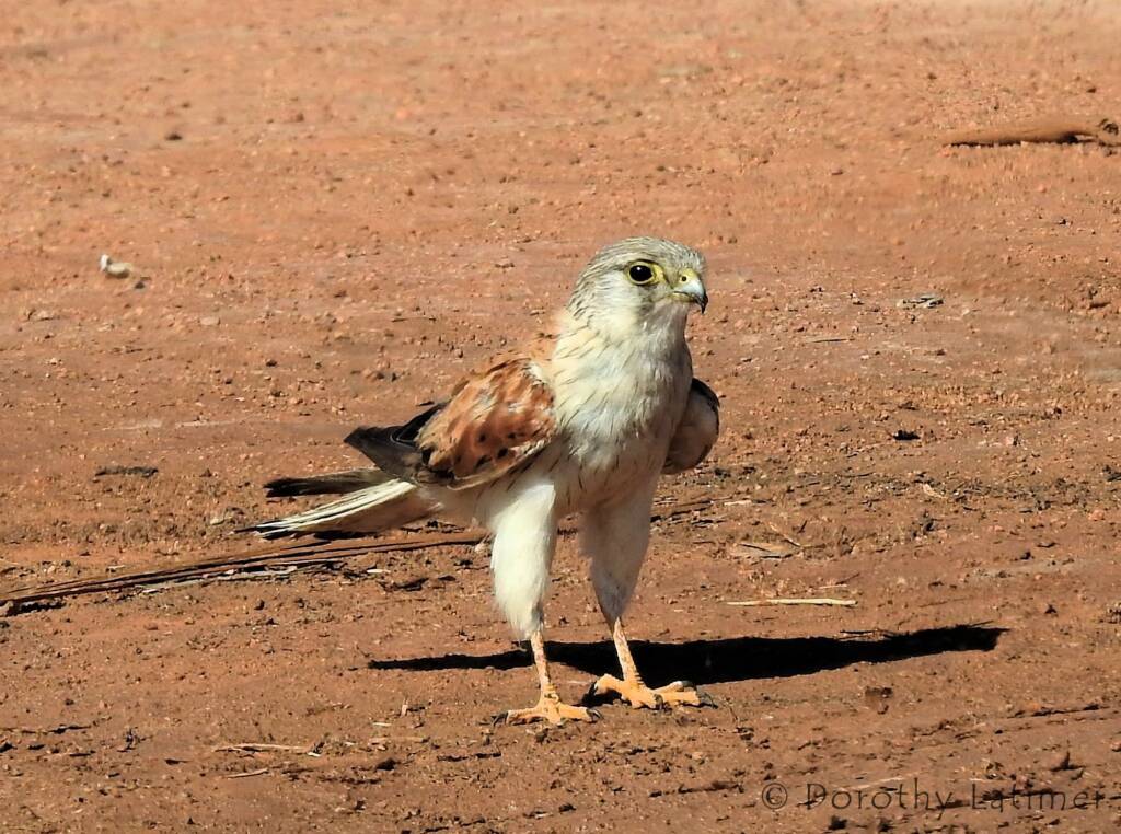 Nankeen Kestrel (Falco cenchroides) © Dorothy Latimer