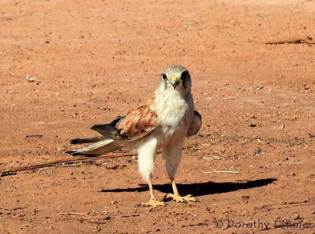 Nankeen Kestrel (Falco cenchroides) © Dorothy Latimer