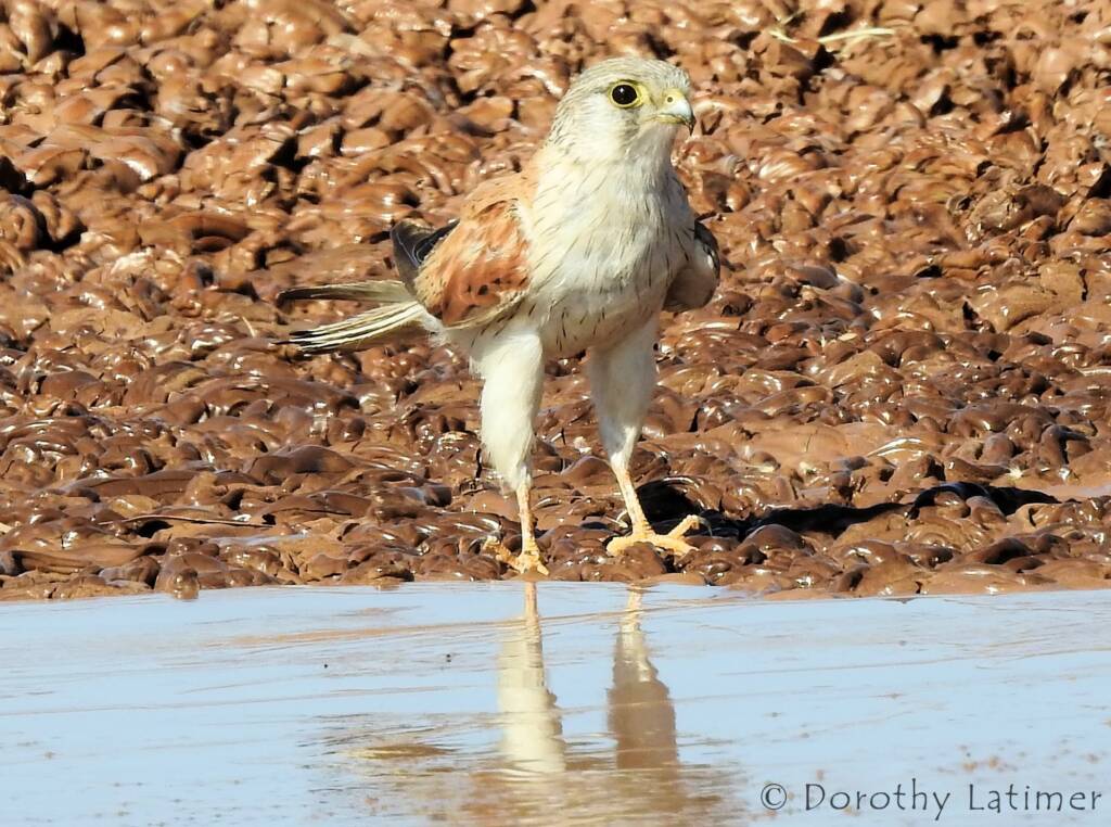 Nankeen Kestrel (Falco cenchroides) © Dorothy Latimer