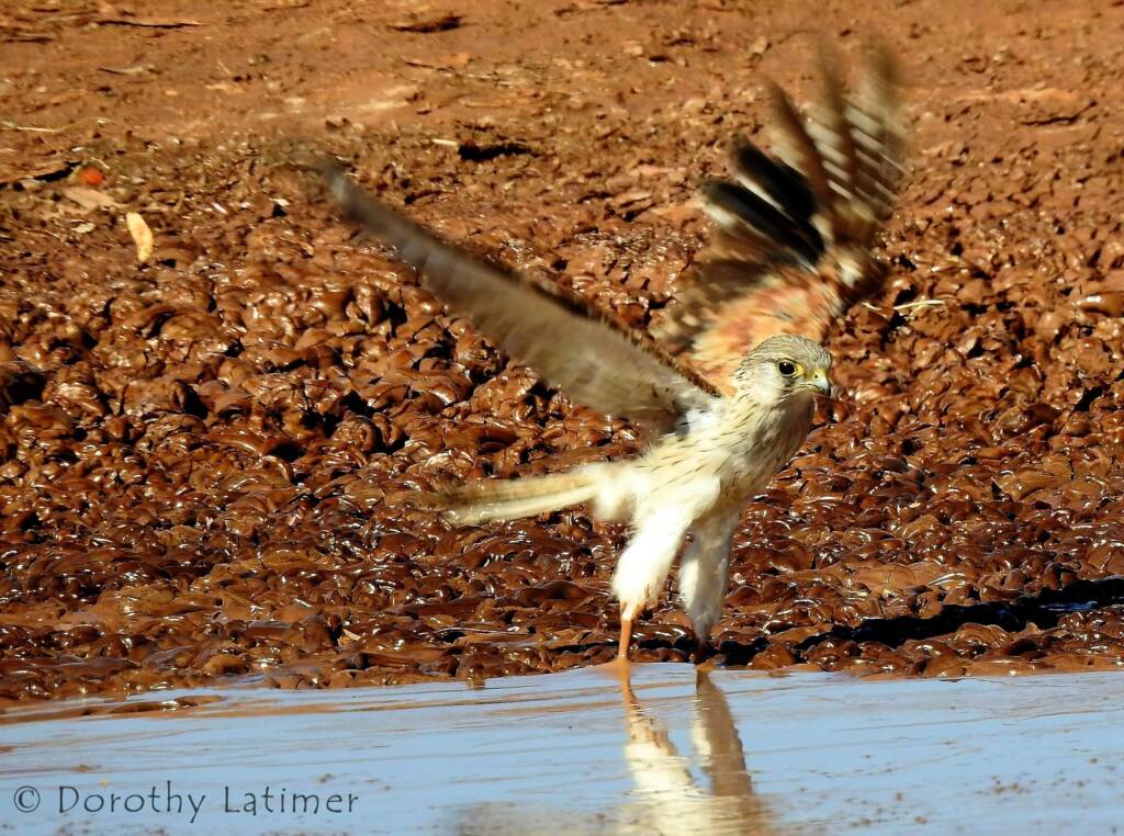 Nankeen Kestrel (Falco cenchroides) © Dorothy Latimer