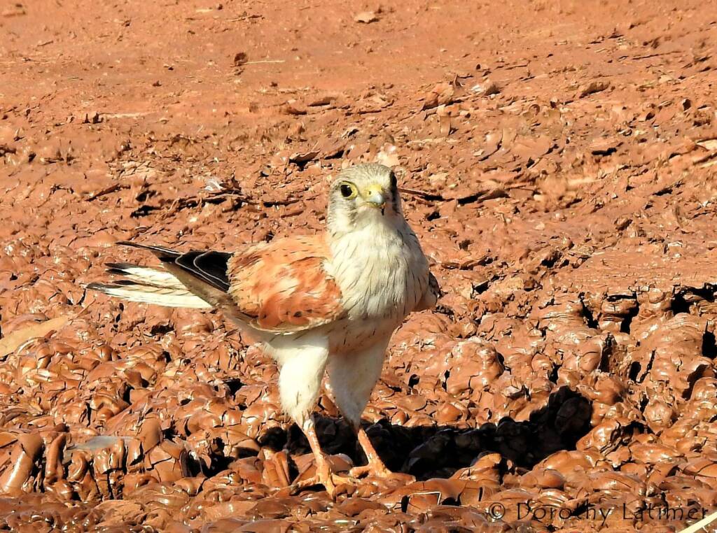 Nankeen Kestrel (Falco cenchroides) © Dorothy Latimer