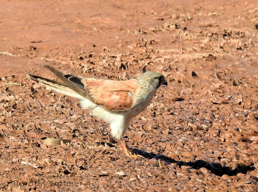 Nankeen Kestrel (Falco cenchroides) © Dorothy Latimer