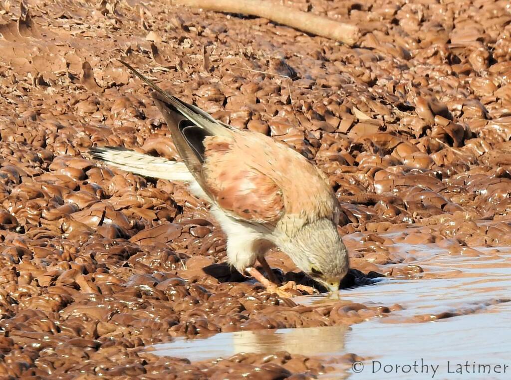 Nankeen Kestrel (Falco cenchroides) © Dorothy Latimer