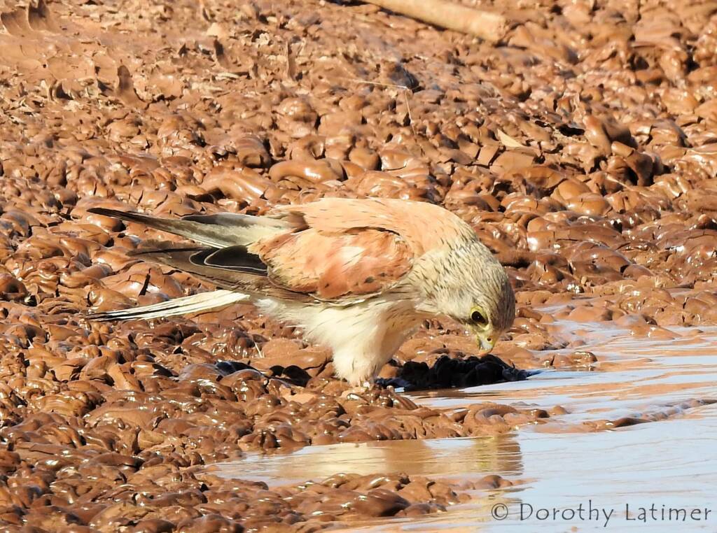 Nankeen Kestrel (Falco cenchroides) © Dorothy Latimer