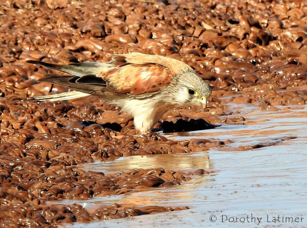 Nankeen Kestrel (Falco cenchroides) © Dorothy Latimer