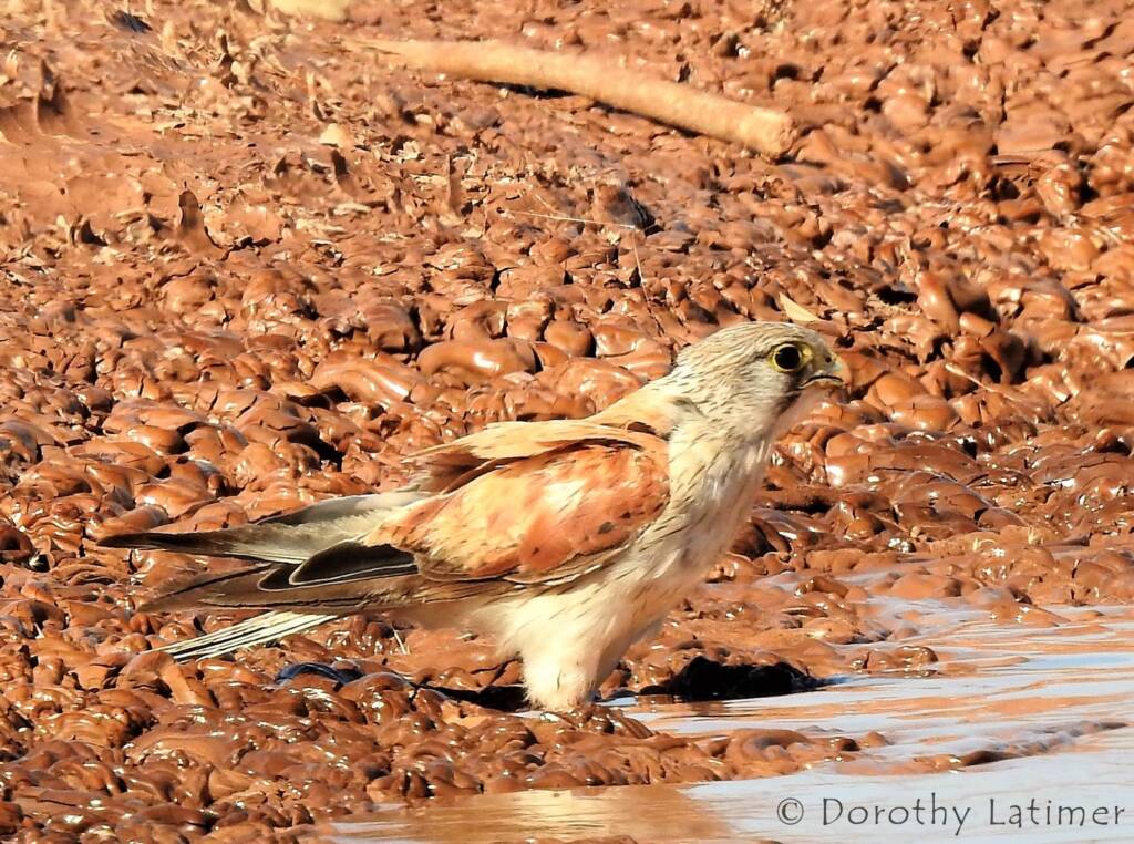 Nankeen Kestrel (Falco cenchroides) © Dorothy Latimer