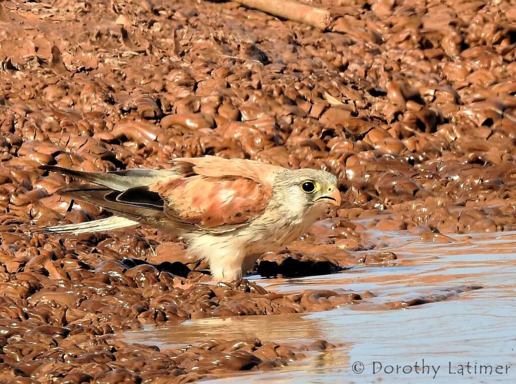 Nankeen Kestrel (Falco cenchroides) © Dorothy Latimer