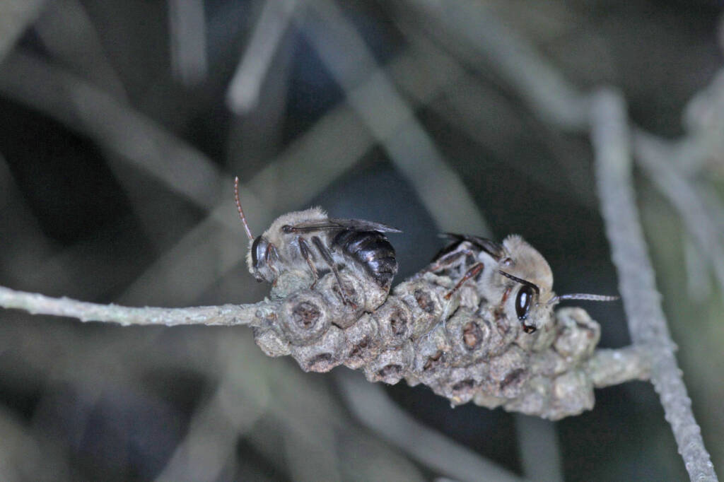 Paracolletes crassipes roosting on Melaleuca armillaris, Ballandean QLD © Marc Newman