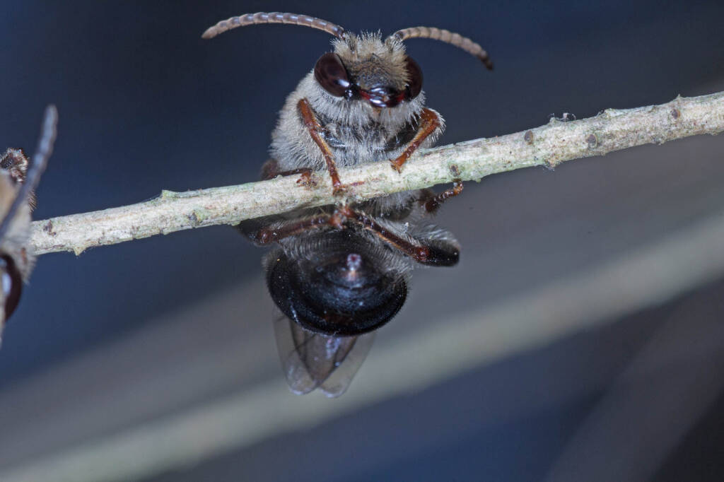 Paracolletes crassipes roosting on Melaleuca armillaris, Ballandean QLD © Marc Newman