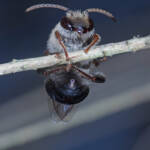 Paracolletes crassipes roosting on Melaleuca armillaris, Ballandean QLD © Marc Newman