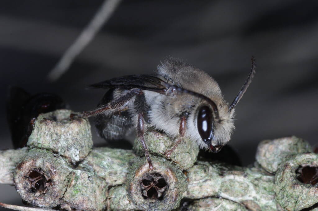 Paracolletes crassipes roosting on Melaleuca armillaris, Ballandean QLD © Marc Newman