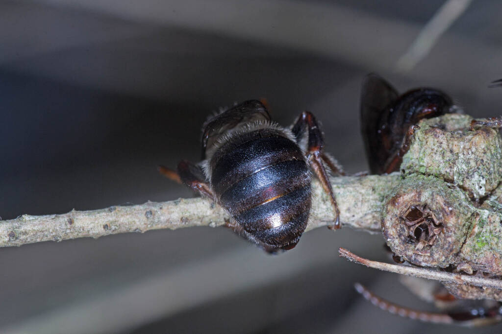 Paracolletes crassipes roosting on Melaleuca armillaris, Ballandean QLD © Marc Newman