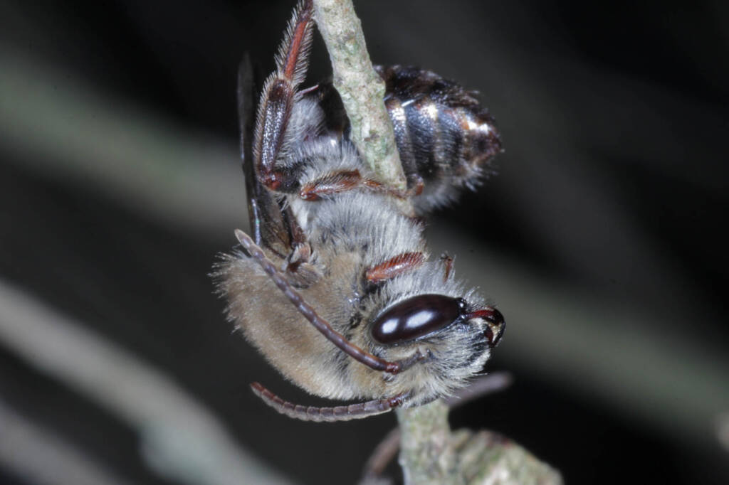 Paracolletes crassipes roosting on Melaleuca armillaris, Ballandean QLD © Marc Newman