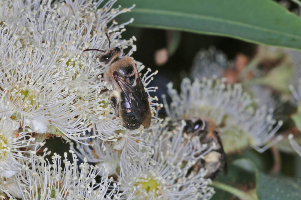Paracolletes crassipes roosting on Angophera floribunda, Ballandean QLD © Marc Newman