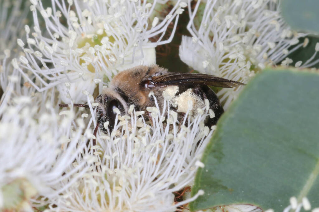 Paracolletes crassipes roosting on Angophera floribunda, Ballandean QLD © Marc Newman