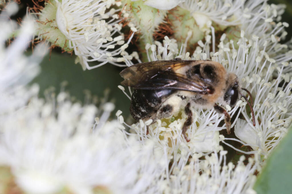 Paracolletes crassipes roosting on Angophera floribunda, Ballandean QLD © Marc Newman
