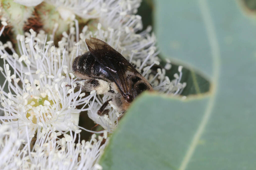 Paracolletes crassipes roosting on Angophera floribunda, Ballandean QLD © Marc Newman