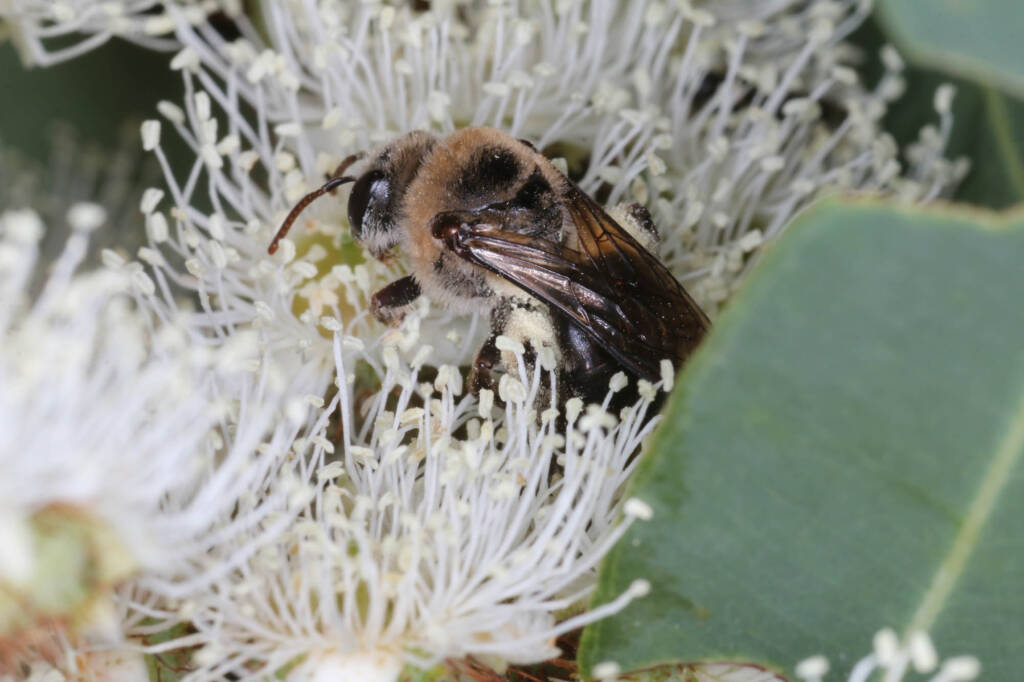 Paracolletes crassipes roosting on Angophera floribunda, Ballandean QLD © Marc Newman