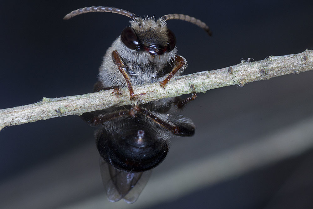 Paracolletes crassipes © Marc Newman