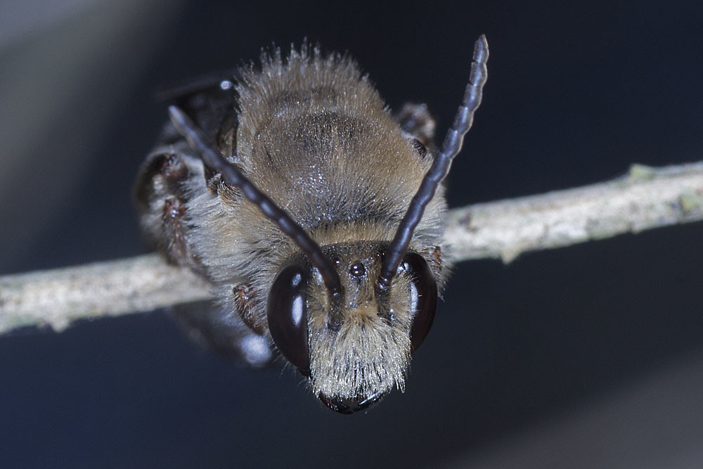 Paracolletes crassipes © Marc Newman