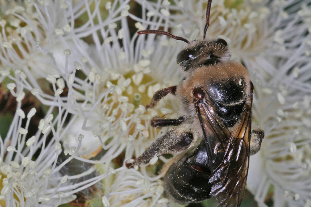 Paracolletes crassipes roosting on Angophera floribunda, Ballandean QLD © Marc Newman