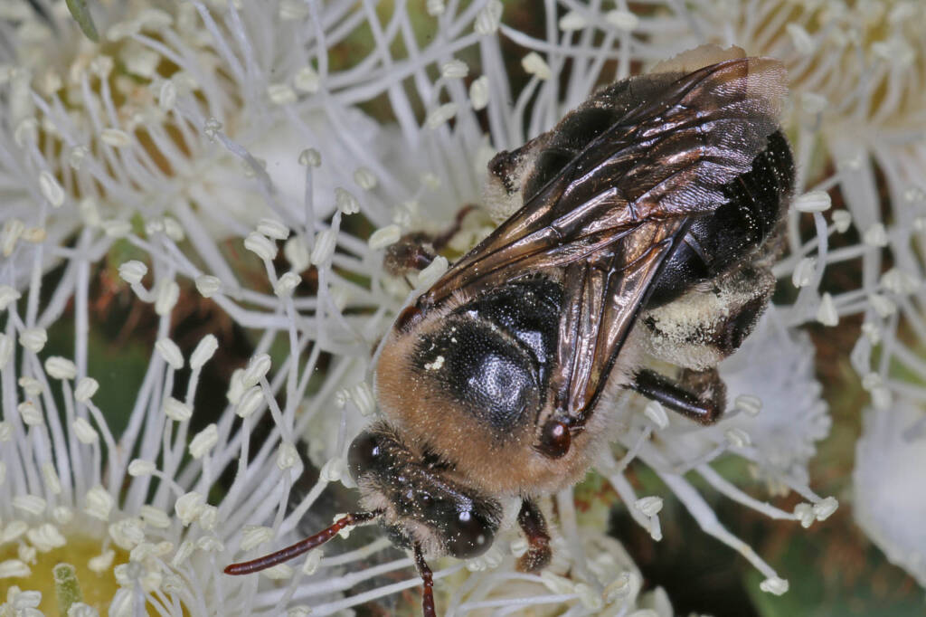 Paracolletes crassipes roosting on Angophera floribunda, Ballandean QLD © Marc Newman