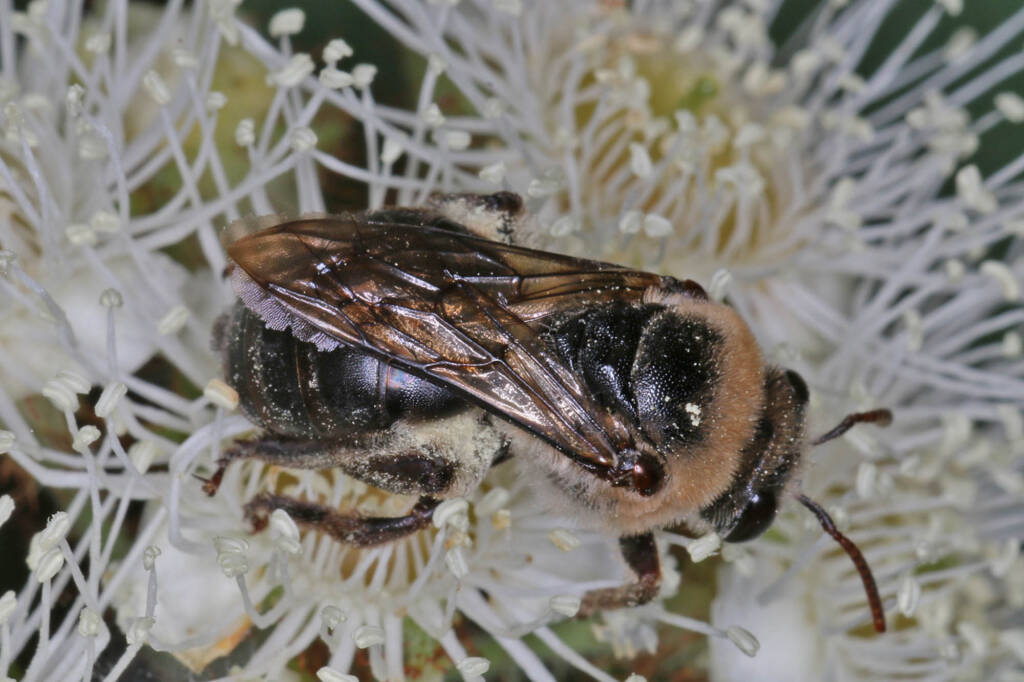 Paracolletes crassipes roosting on Angophera floribunda, Ballandean QLD © Marc Newman