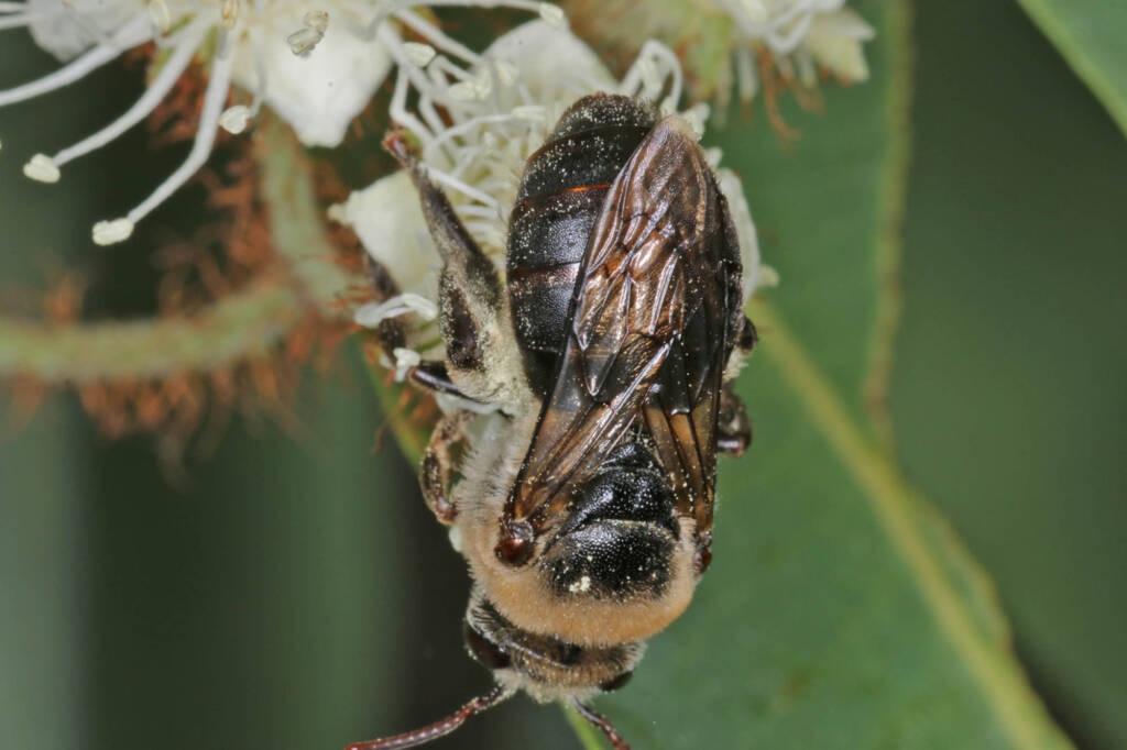 Paracolletes crassipes roosting on Angophera floribunda, Ballandean QLD © Marc Newman