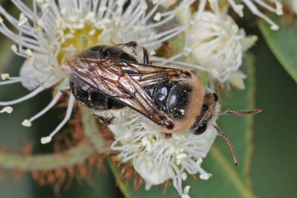 Paracolletes crassipes roosting on Angophera floribunda, Ballandean QLD © Marc Newman