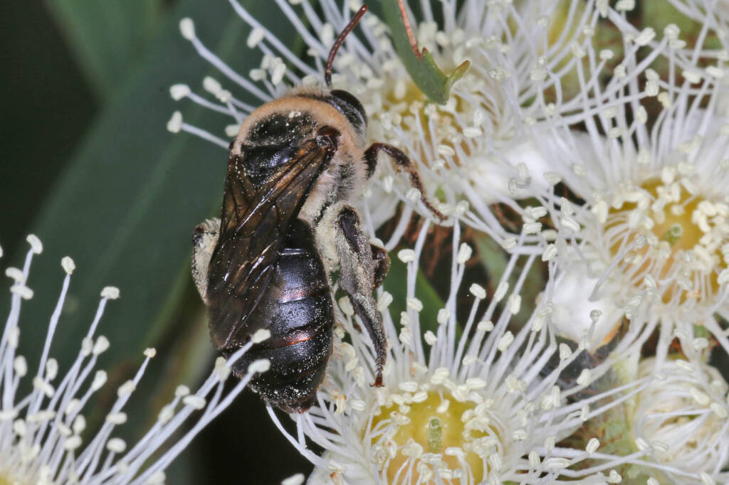 Paracolletes crassipes roosting on Angophera floribunda, Ballandean QLD © Marc Newman