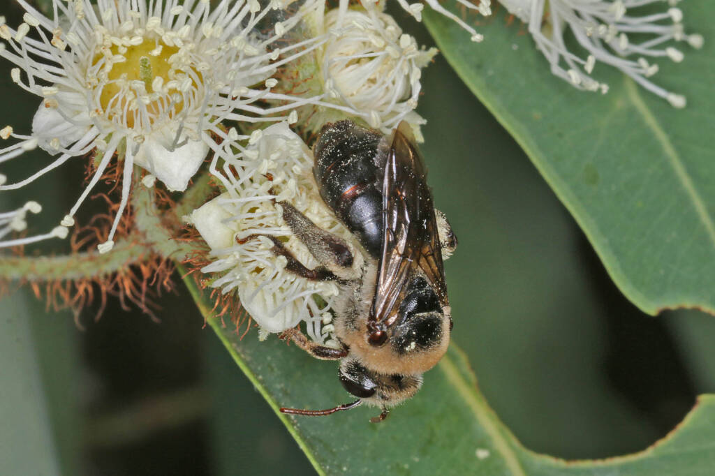 Paracolletes crassipes roosting on Angophera floribunda, Ballandean QLD © Marc Newman