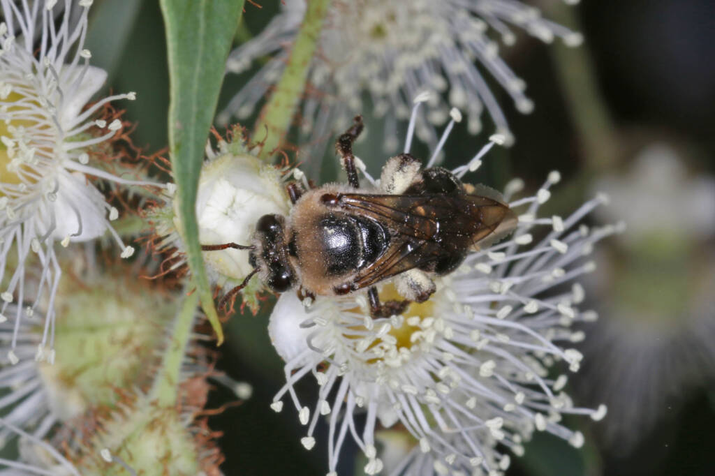 Paracolletes crassipes roosting on Angophera floribunda, Ballandean QLD © Marc Newman