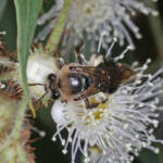 Paracolletes crassipes roosting on Angophera floribunda, Ballandean QLD © Marc Newman
