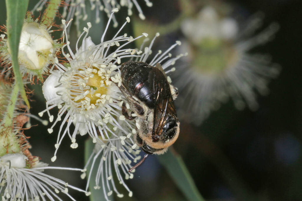 Paracolletes crassipes roosting on Angophera floribunda, Ballandean QLD © Marc Newman