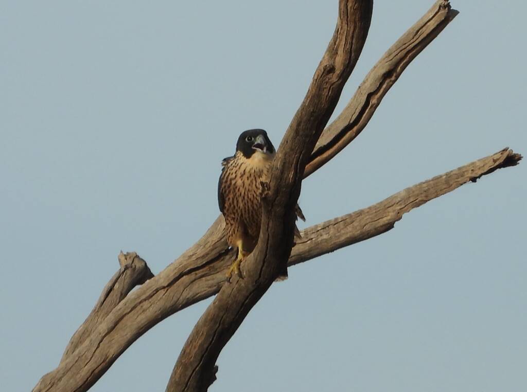 Peregrine Falcon (Falco peregrinus), Central Australia © Dorothy Latimer