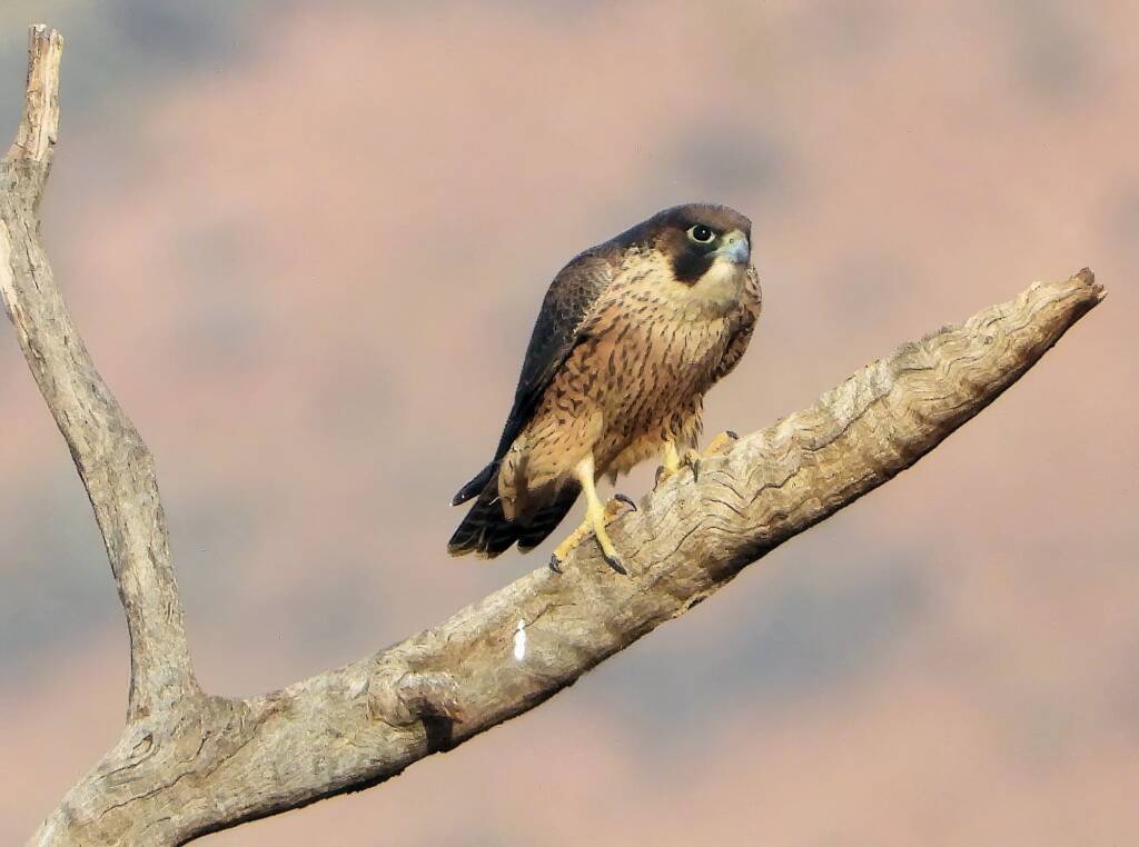 Peregrine Falcon (Falco peregrinus), Central Australia © Dorothy Latimer