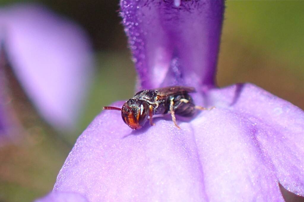 Hylaeus (Prosopisteron), Geraldton WA © Gary Taylor