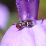 Hylaeus (Prosopisteron), Geraldton WA © Gary Taylor