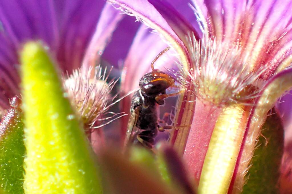 Hylaeus (Prosopisteron), Geraldton WA © Gary Taylor