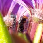 Hylaeus (Prosopisteron), Geraldton WA © Gary Taylor