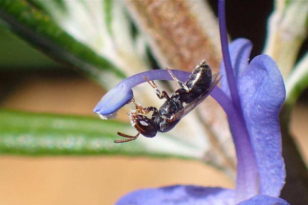 Hylaeus (Prosopisteron), Geraldton WA © Gary Taylor