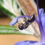 Hylaeus (Prosopisteron), Geraldton WA © Gary Taylor