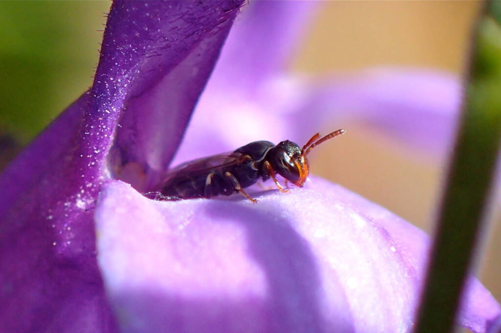 Hylaeus (Prosopisteron), Geraldton WA © Gary Taylor