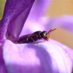 Hylaeus (Prosopisteron), Geraldton WA © Gary Taylor
