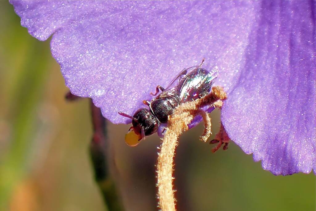 Hylaeus mysterium puella (Prosopisteron), Geraldton WA © Gary Taylor