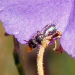 Hylaeus mysterium puella (Prosopisteron), Geraldton WA © Gary Taylor