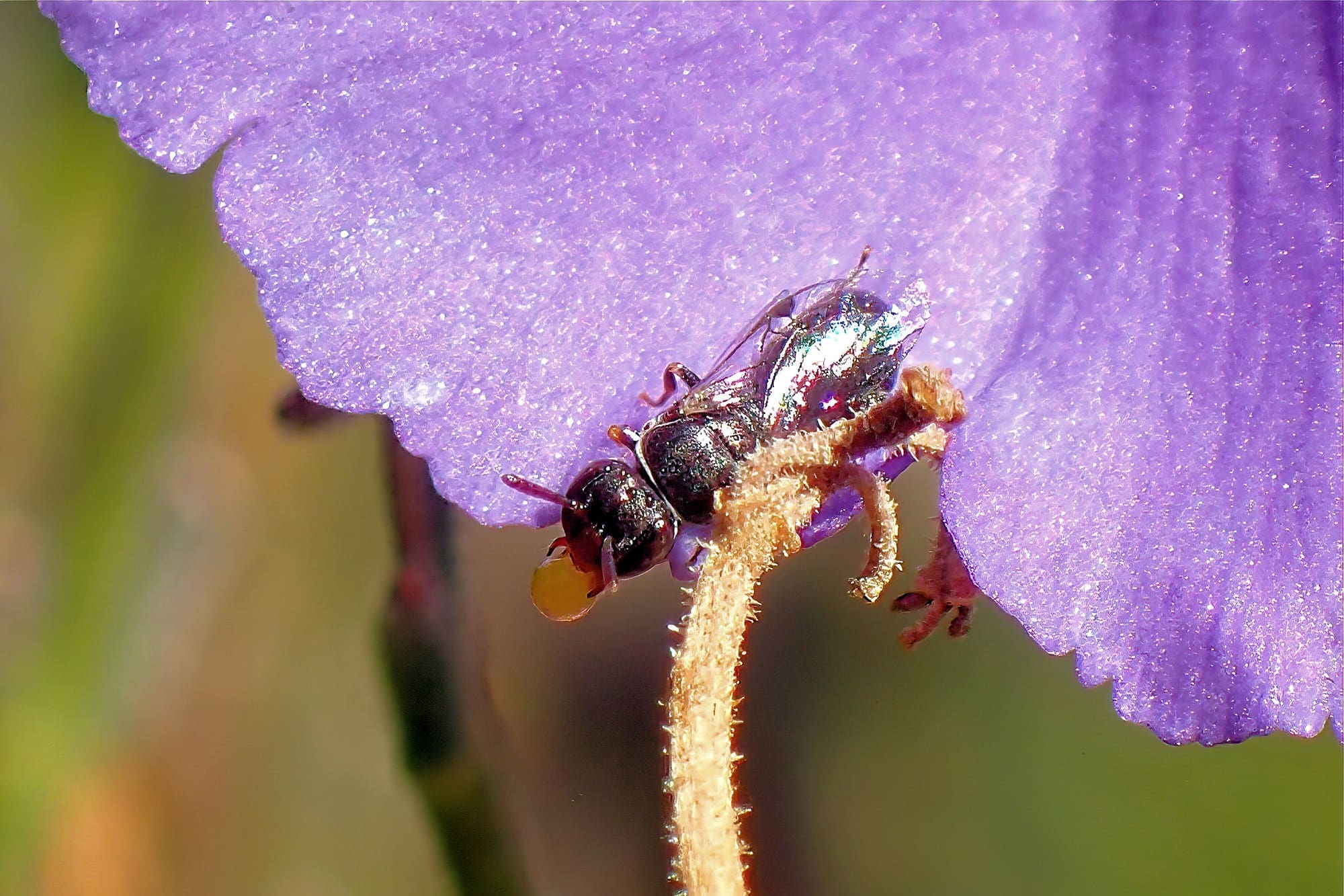 Hylaeus mysterium puella (Prosopisteron), Geraldton WA © Gary Taylor