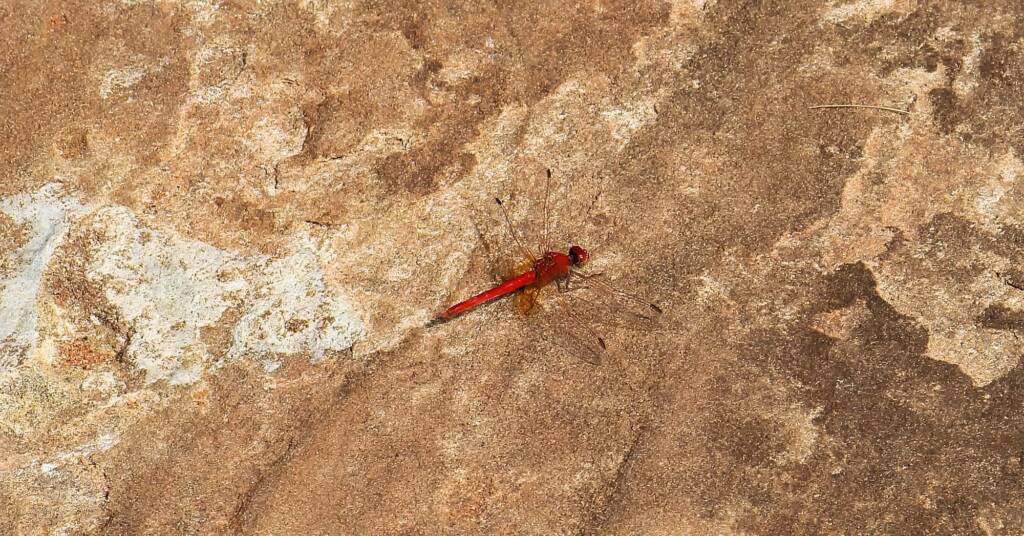 Scarlet Percher (Diplacodes haematodes), Finke Gorge National Park